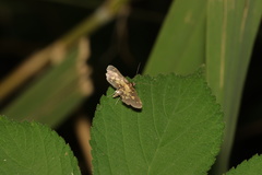 Eurrhyparodes bracteolalis