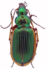Chlaenius spoliatus