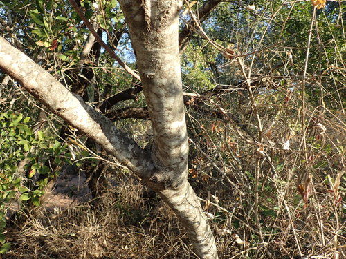 Image of Euclea divinorum by (c) Mahomed Desai, some rights reserved (CC BY)