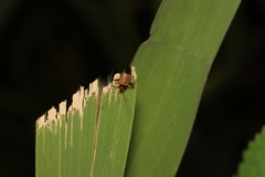 Adelphocoris triannulatus