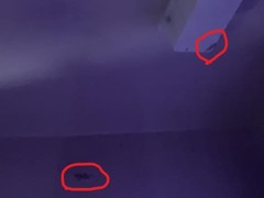 Hemidactylus mabouia