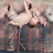 Lesser Flamingo - Photo (c) Lip Kee Yap, some rights reserved (CC BY-SA)