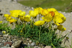 Papaver corona-sancti-stephani