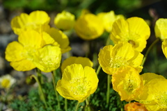 Papaver corona-sancti-stephani