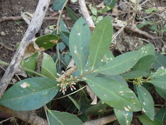 Acokanthera oppositifolia
