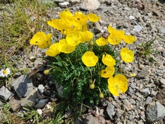 Papaver corona-sancti-stephani