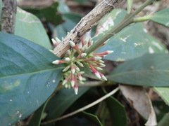 Acokanthera oppositifolia
