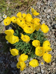 Papaver corona-sancti-stephani