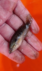 Pseudosphromenus cupanus