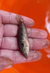 Pseudosphromenus cupanus