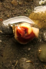 Arthurdendyus testaceus