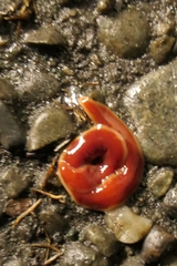 Arthurdendyus testaceus