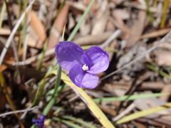 Patersonia occidentalis