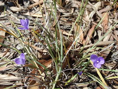 Patersonia occidentalis