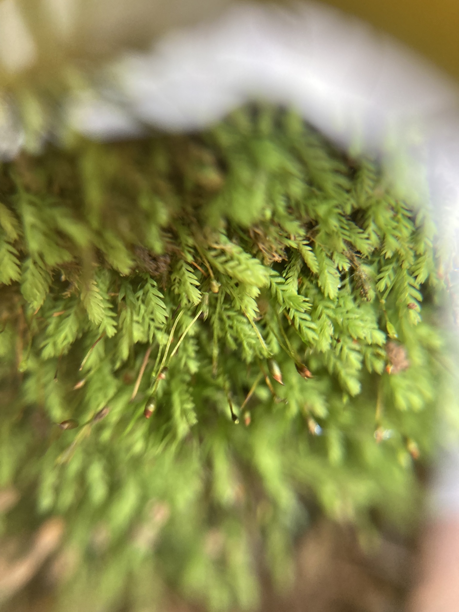 Fissidens taylorii