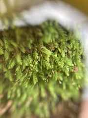 Fissidens taylorii