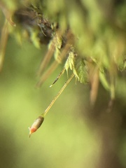 Fissidens taylorii