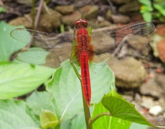 Crocothemis servilia