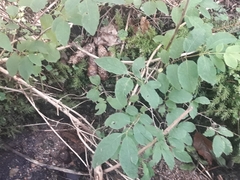 Lonicera nigra