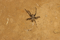 Araneae