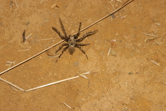 Araneae