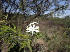 Jasminum fluminense