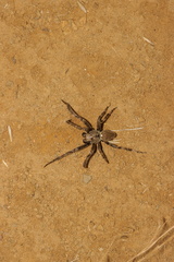 Araneae