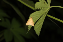 Lepidoptera