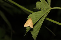 Lepidoptera