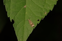 Epiblema sugii