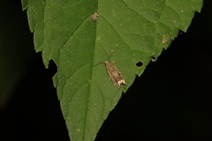 Epiblema sugii