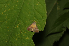 Lepidoptera