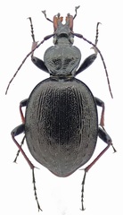 Cychrus attenuatus