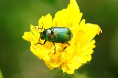 Cryptocephalus aureolus