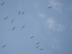 Pelecanus philippensis