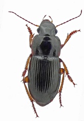 Harpalus latus