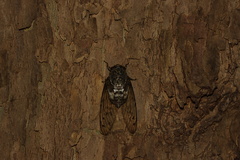 Hyalessa maculaticollis