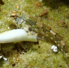 Lepidoblennius haplodactylus
