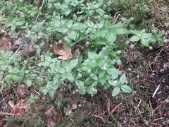 Galium rotundifolium