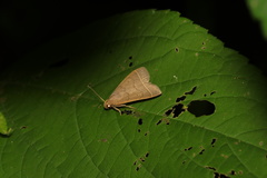 Lepidoptera