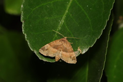 Niphonyx segregata