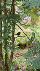 Erithacus rubecula
