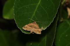 Niphonyx segregata