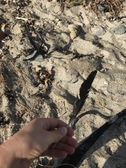 Burhinus capensis