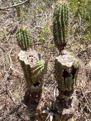 Cephalocereus nudus