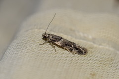 Recurvaria nanella