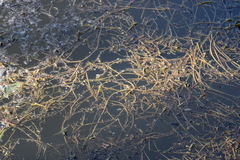 Potamogeton crispus