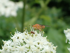Suillia convergens