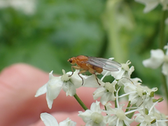 Suillia convergens