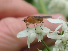 Suillia convergens